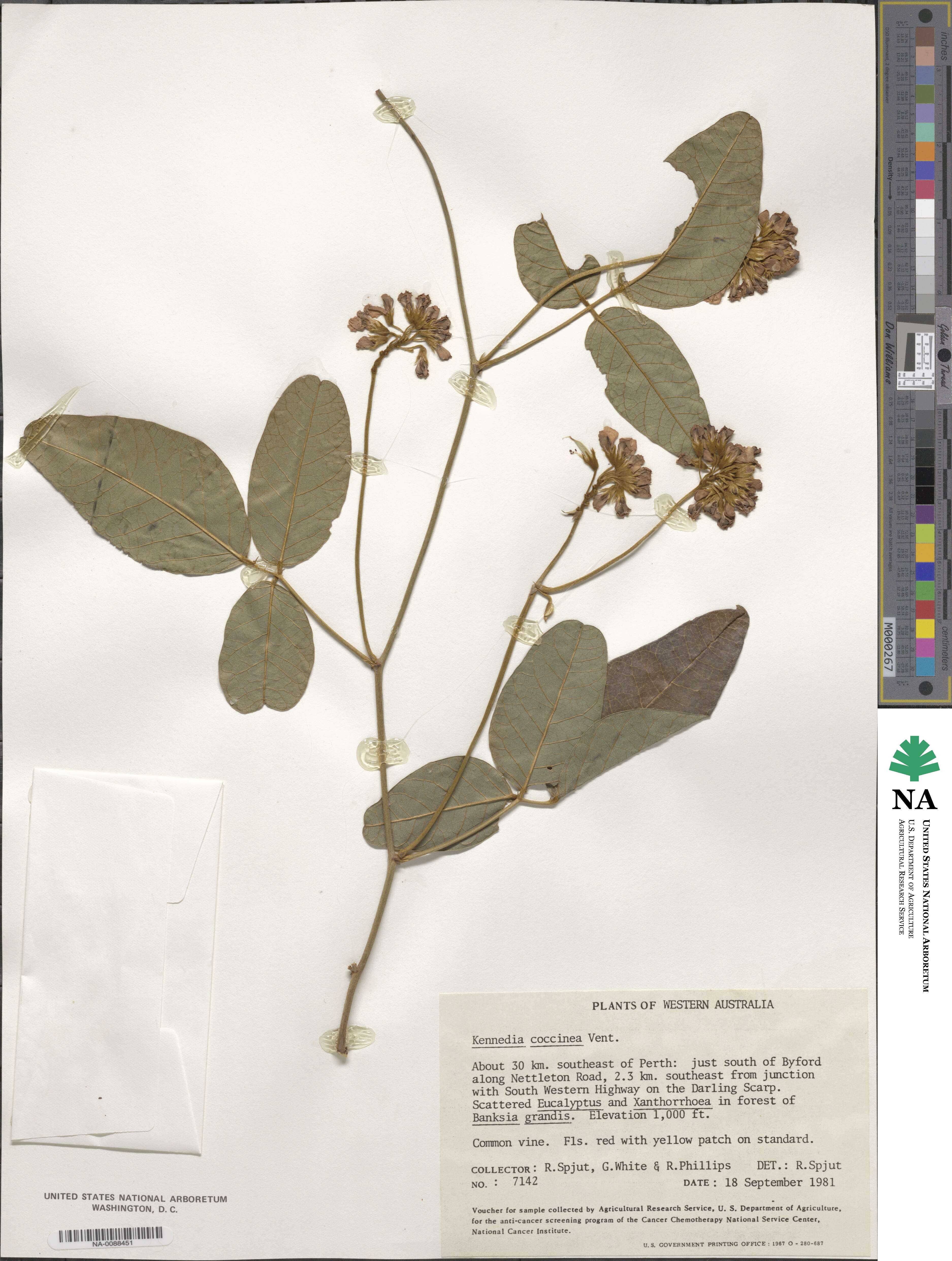 Kennedia coccinea image