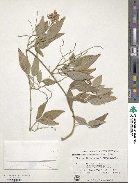 Hardenbergia comptoniana image