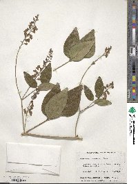 Hardenbergia comptoniana image