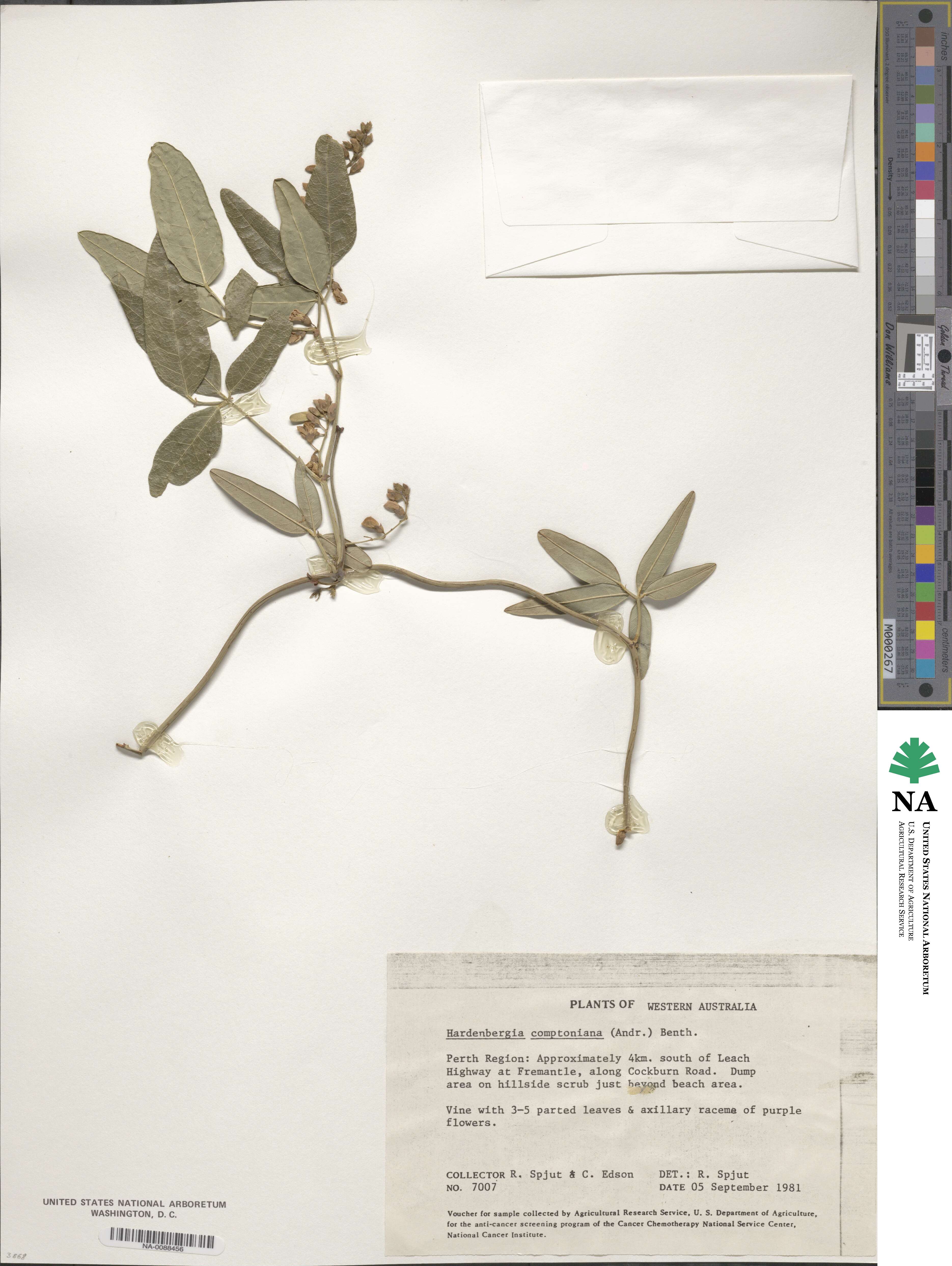 Hardenbergia comptoniana image