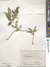 Hardenbergia comptoniana image