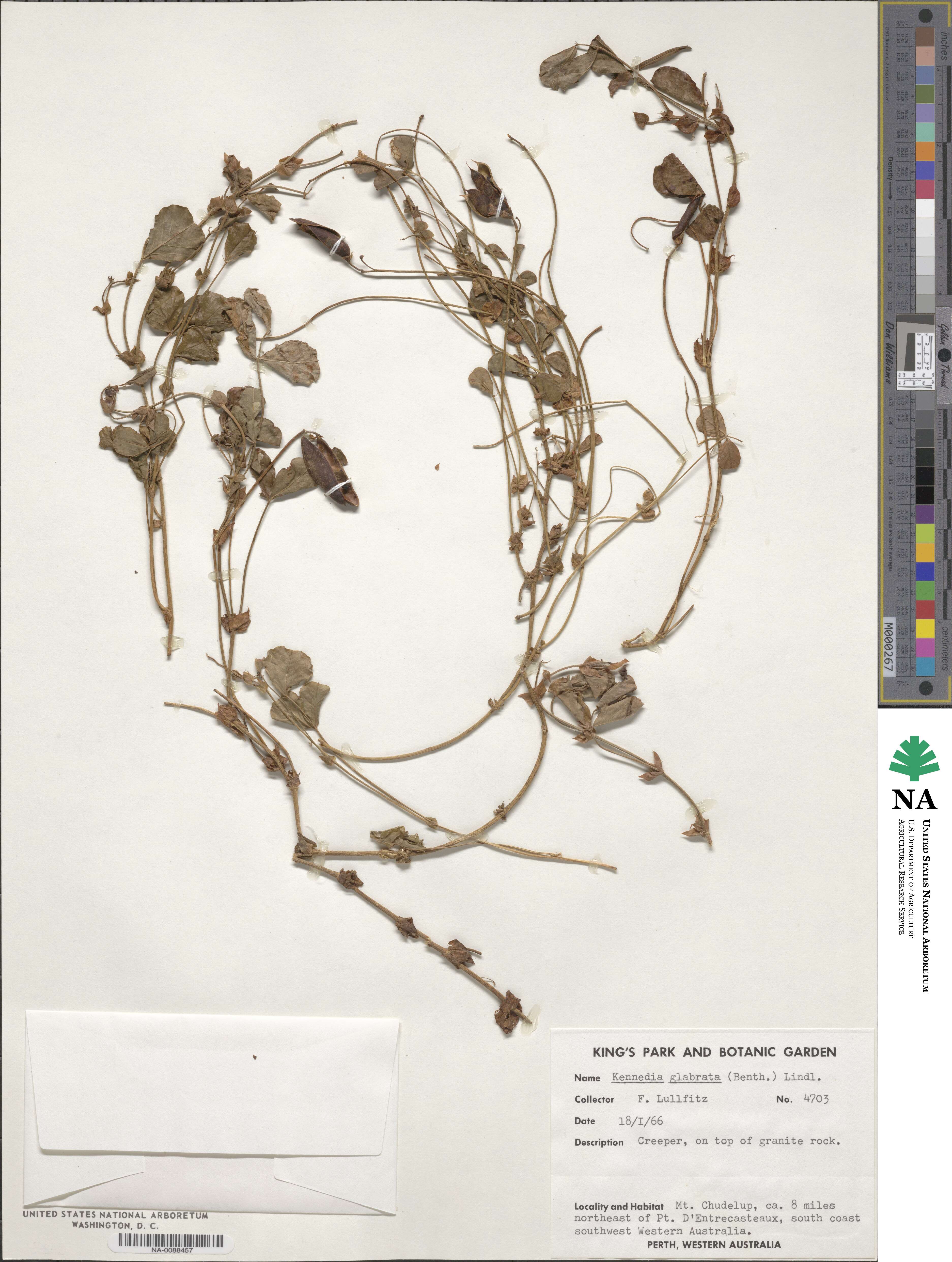 Kennedia glabrata image