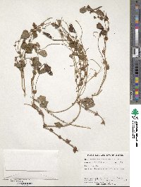 Image of Kennedia glabrata