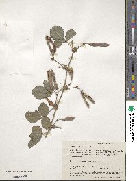 Kennedia prostrata image