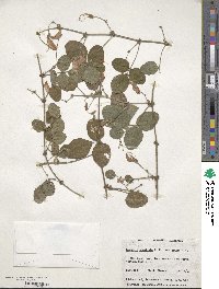 Kennedia prostrata image