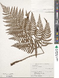 Dryopteris hondoensis image