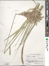 Miscanthus sinensis image