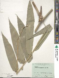 Dendrocalamus giganteus image