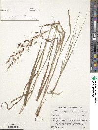 Sorghum nitidum image