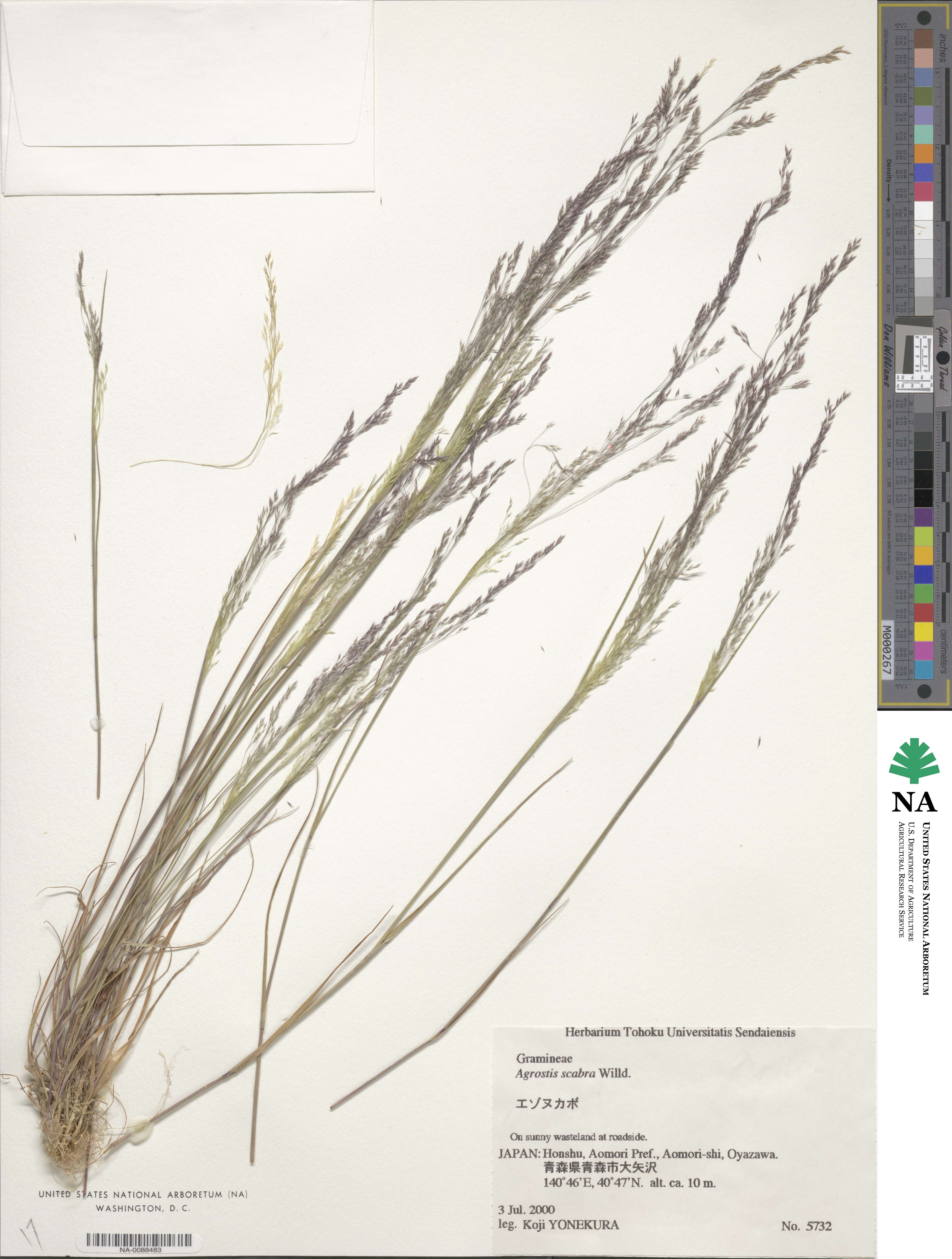 Agrostis scabra image