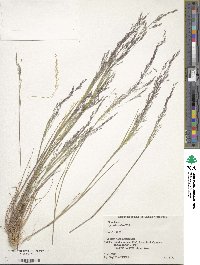 Agrostis scabra image