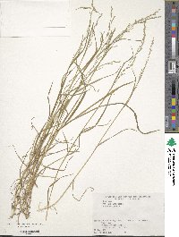 Poa acroleuca image