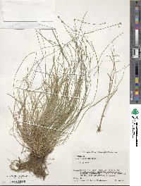 Carex onoei image