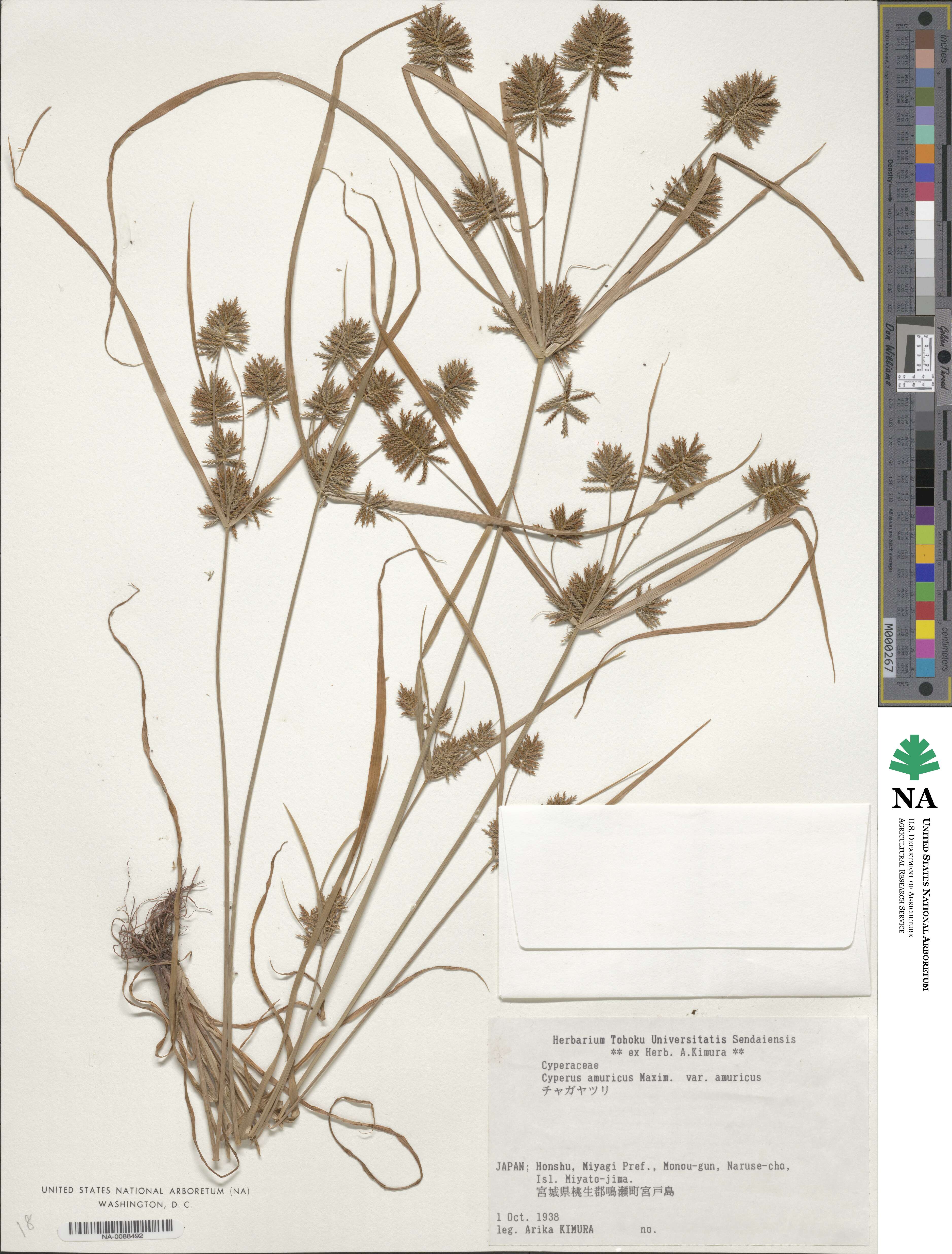 Cyperus amuricus image
