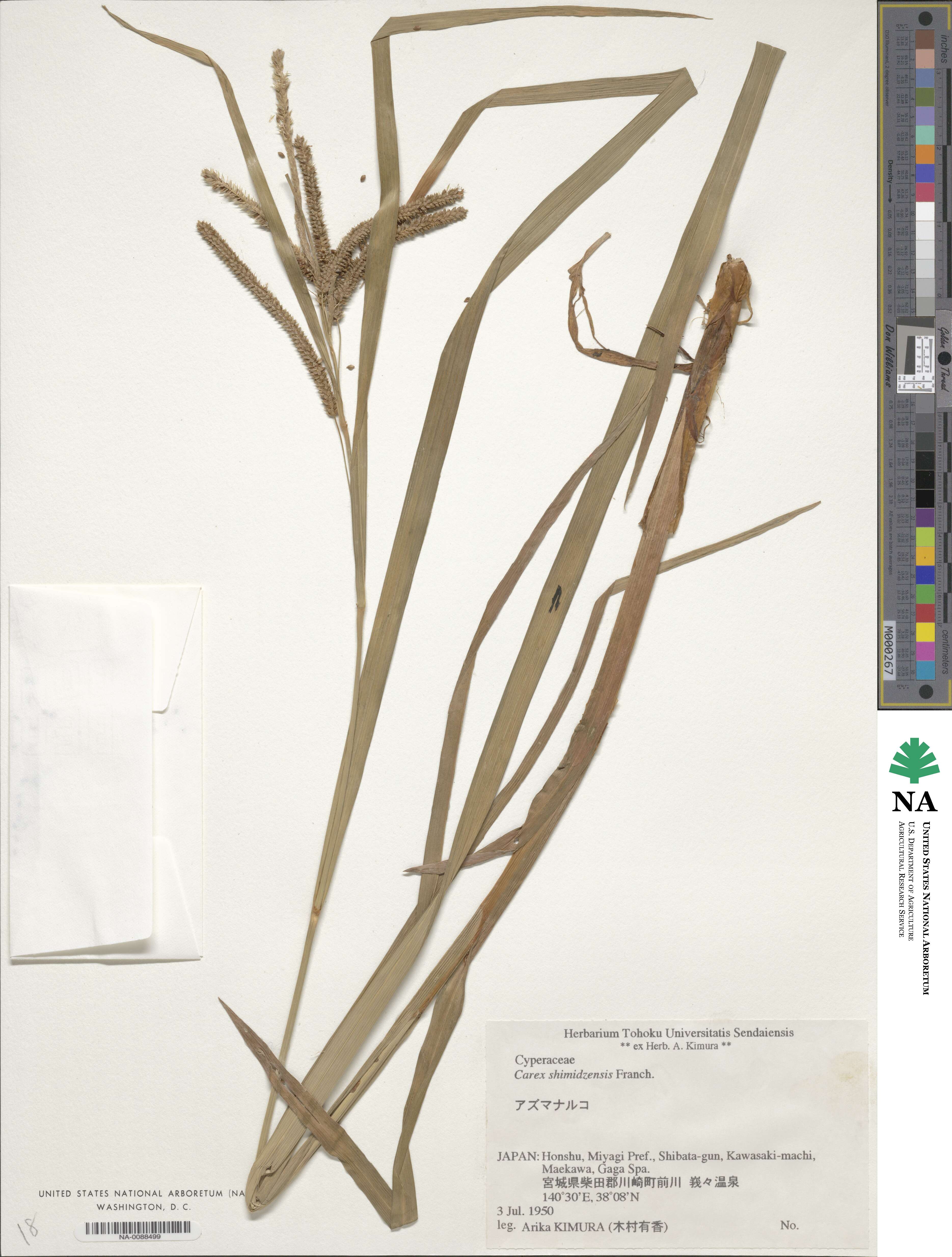 Carex shimidzensis image