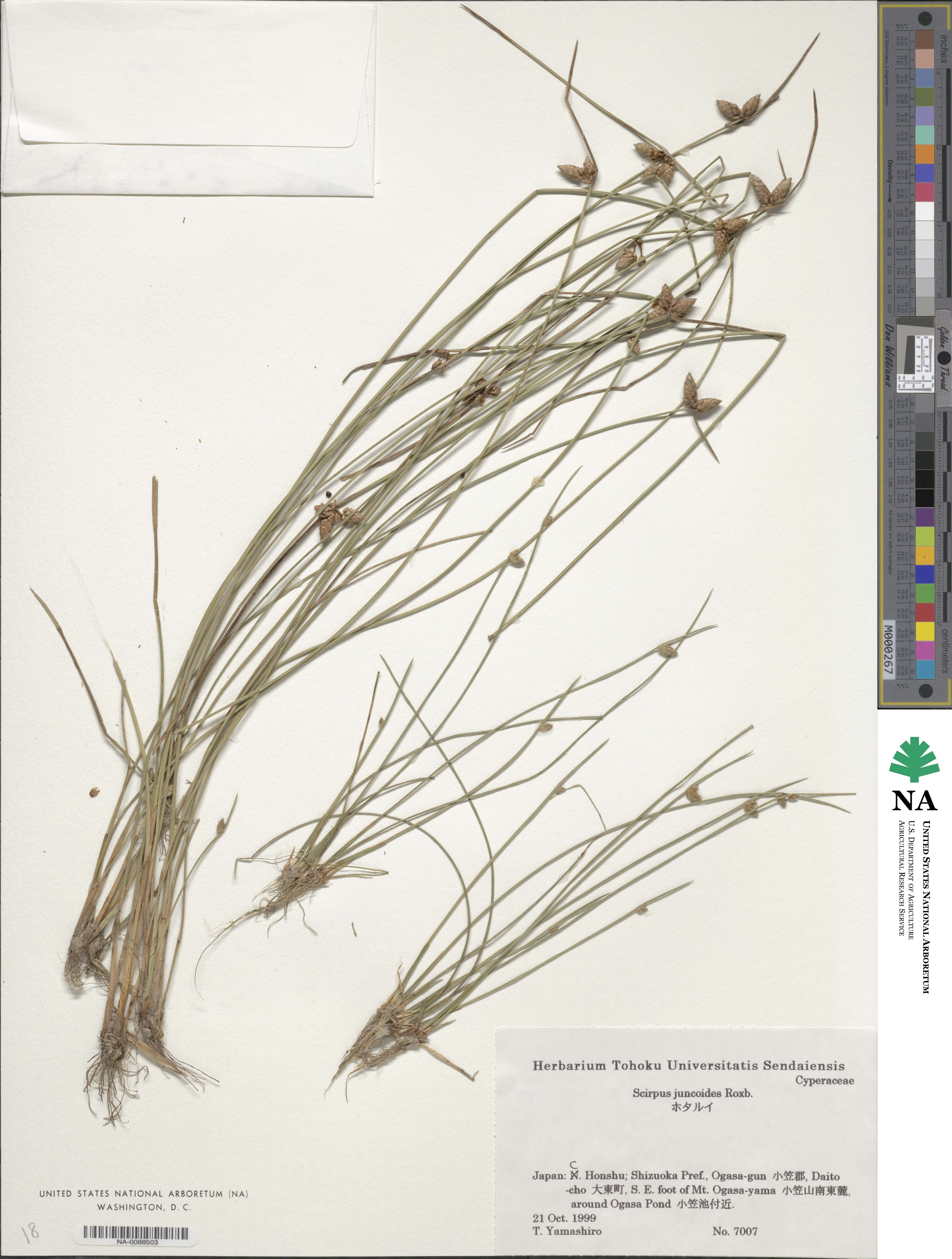 Scirpus juncoides image