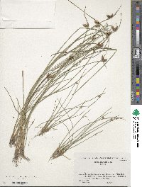 Scirpus juncoides image