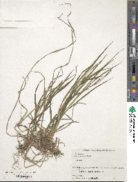 Carex japonica image