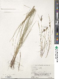 Carex subspathacea image