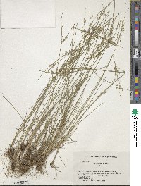 Juncus tenuis image