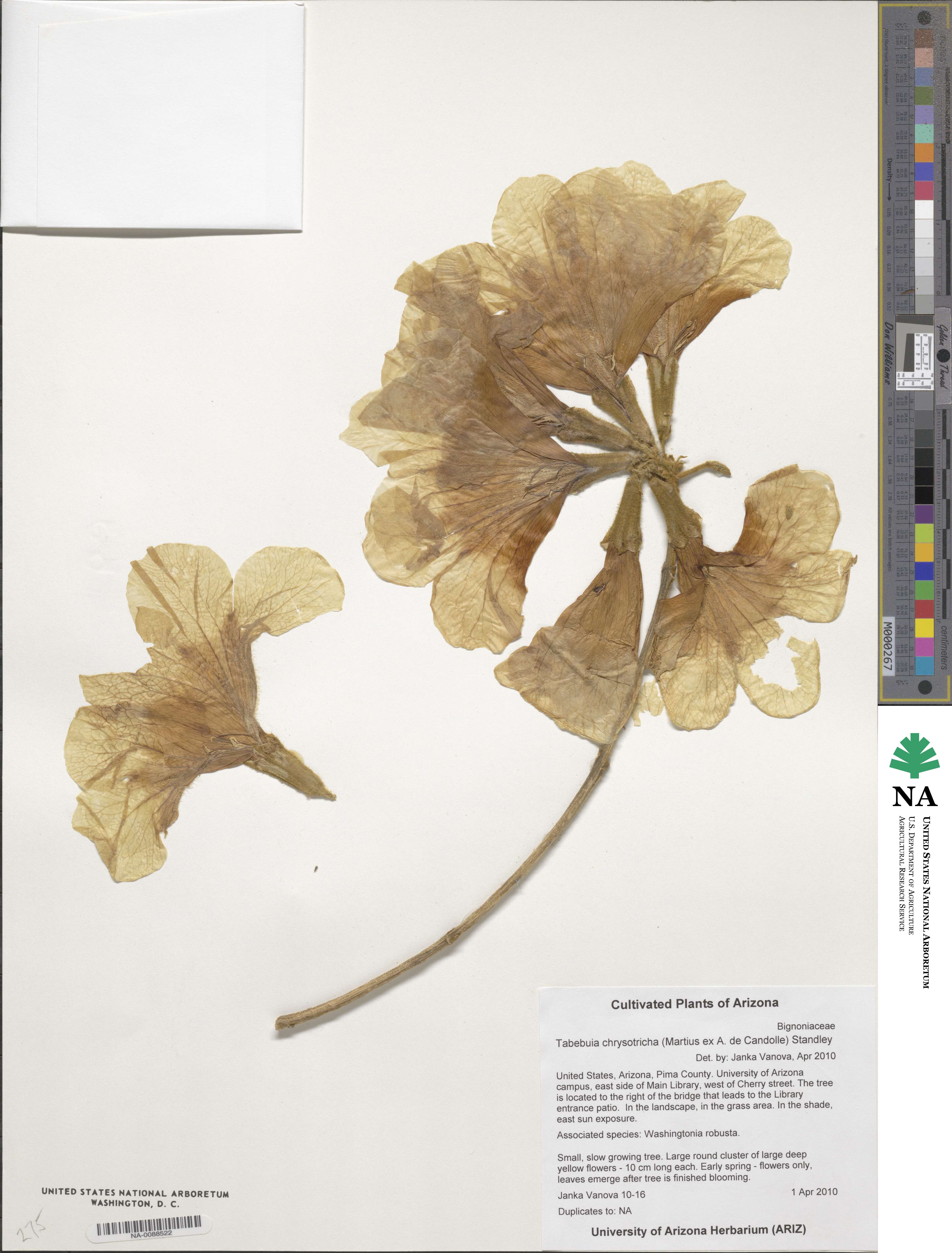 Handroanthus chrysotrichus image