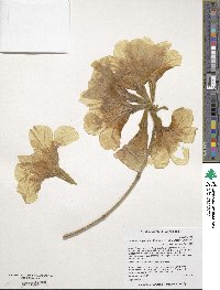 Handroanthus chrysotrichus image