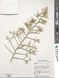 Koeberlinia spinosa image