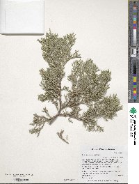 Juniperus deppeana image