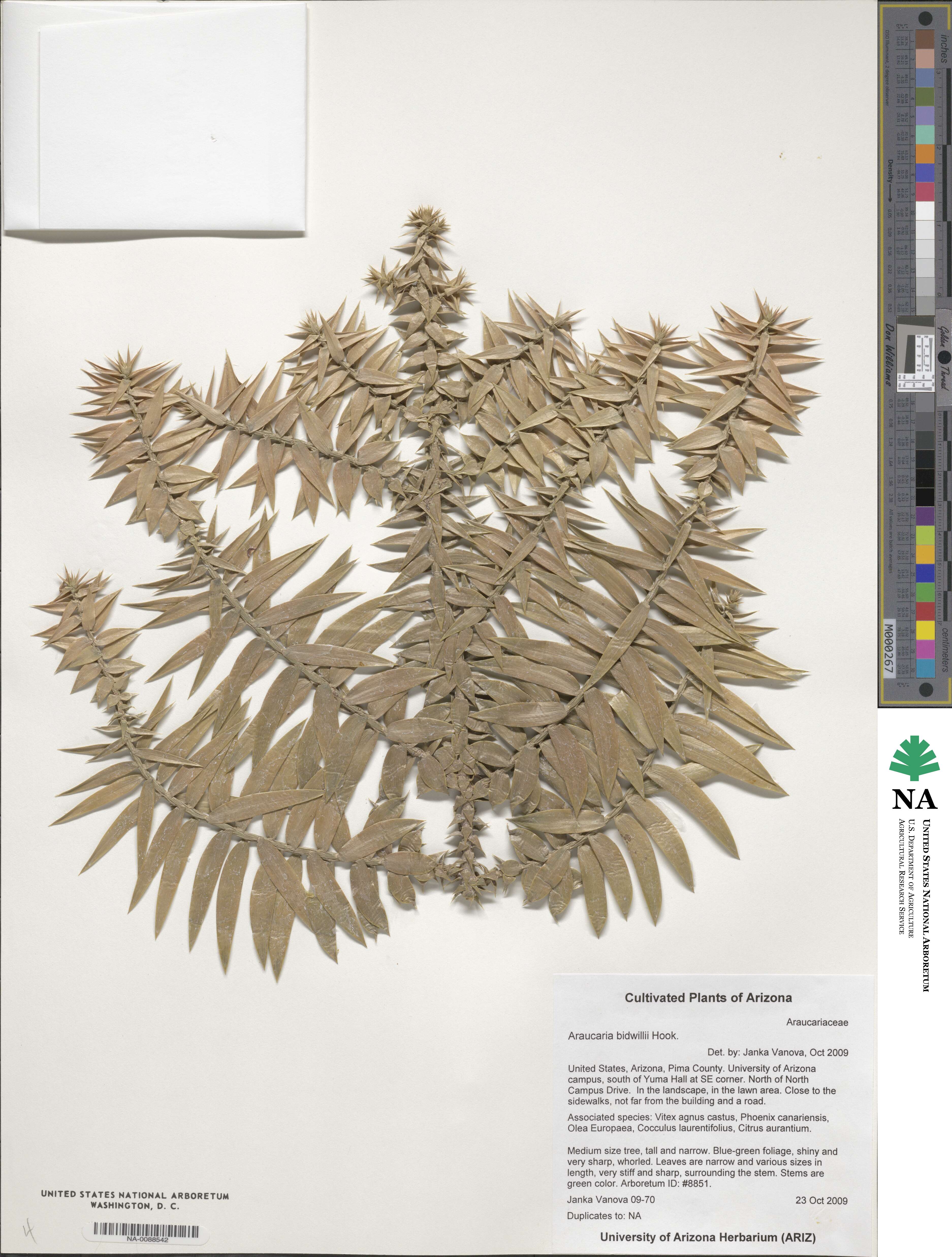 Araucaria image