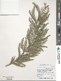 Taxodium mucronatum image