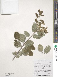 Quercus agrifolia image