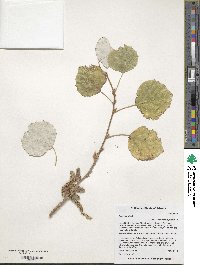 Image of Populus alba