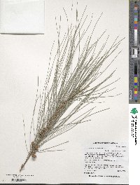 Casuarina cunninghamiana image