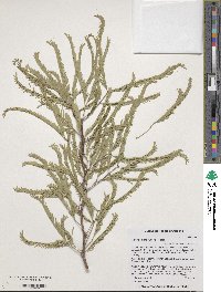 Prosopis nigra image