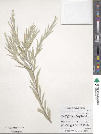 Acacia pendula image