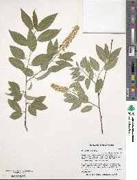 Prunus pensylvanica image