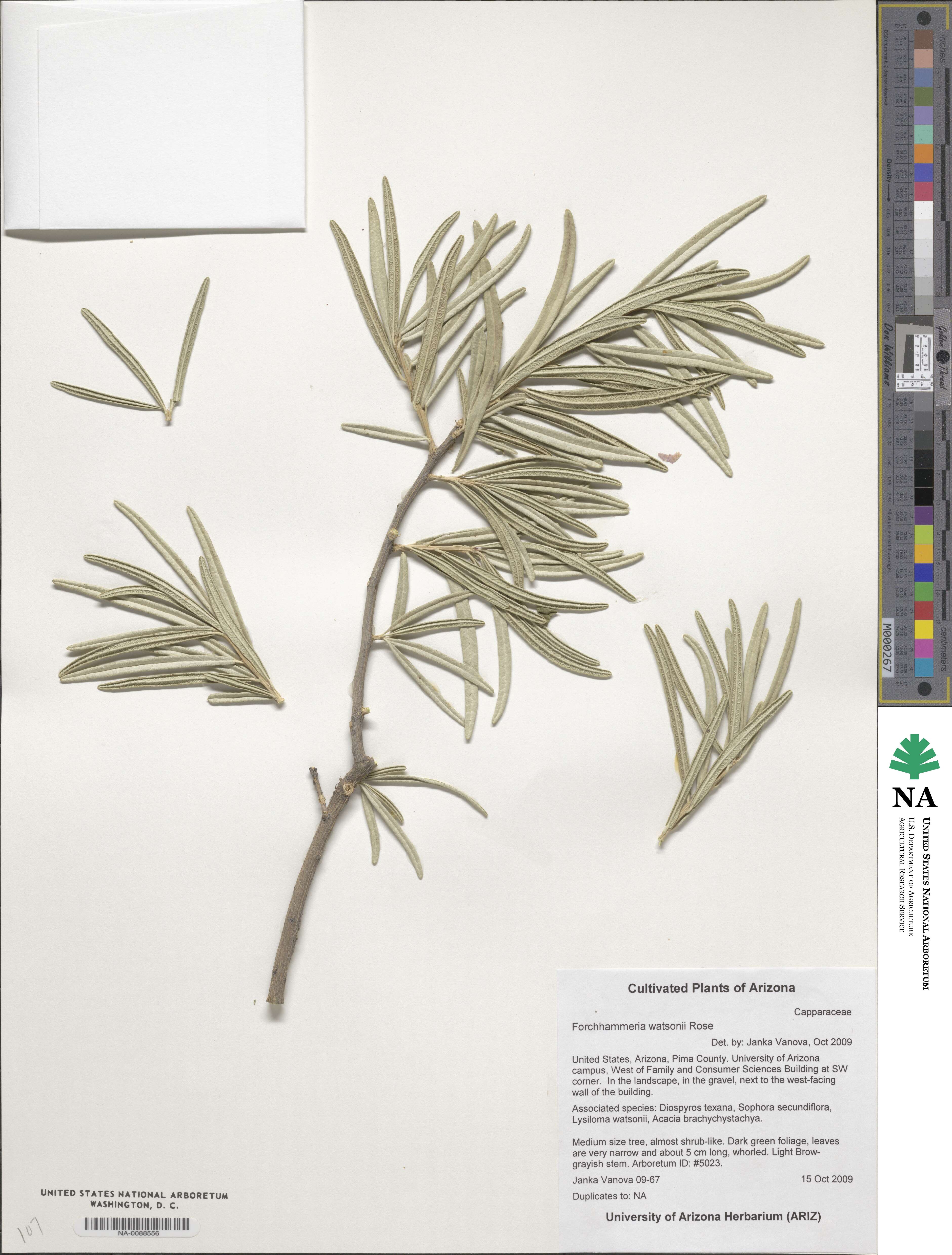 Forchhammeria watsonii image