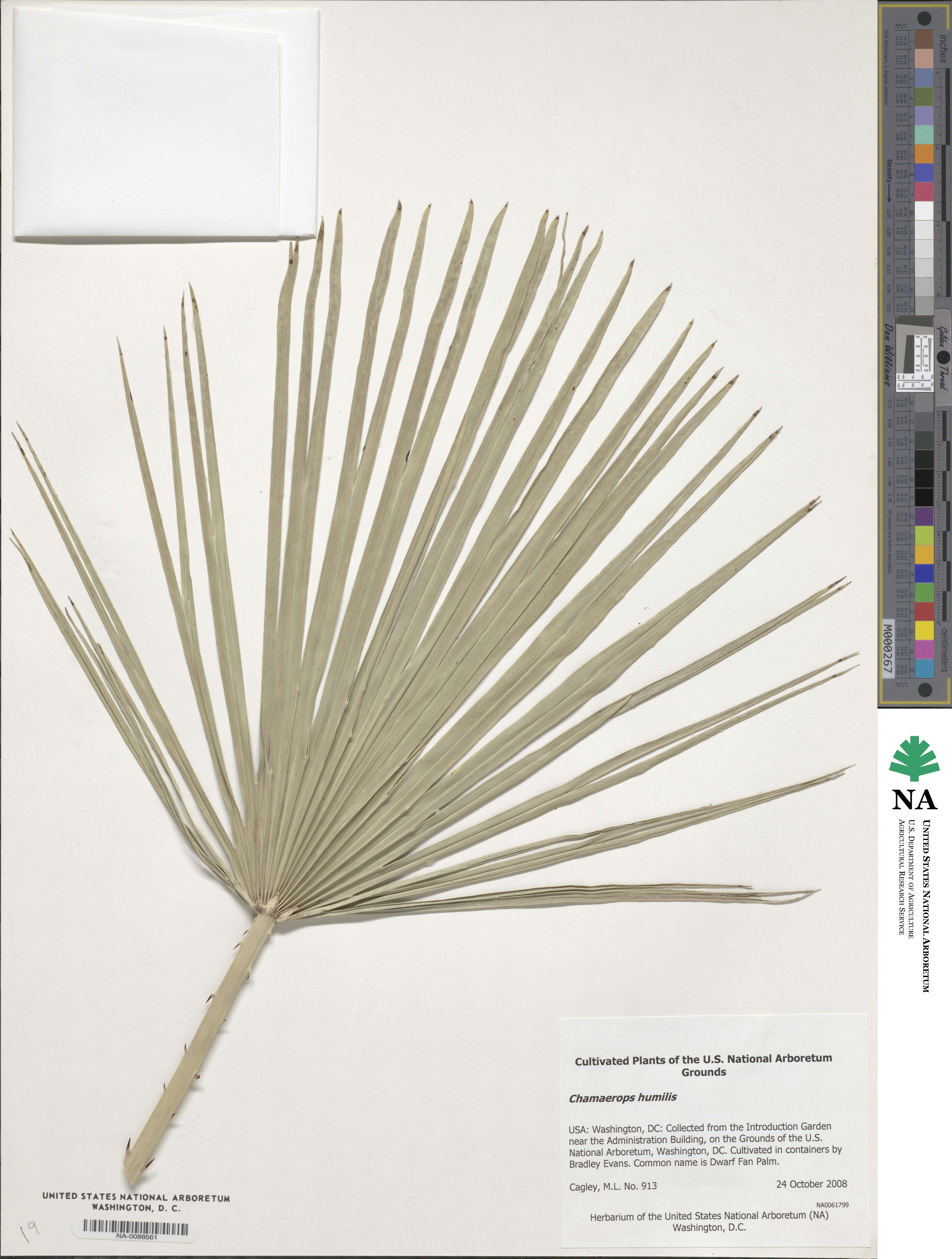 Chamaerops humilis image