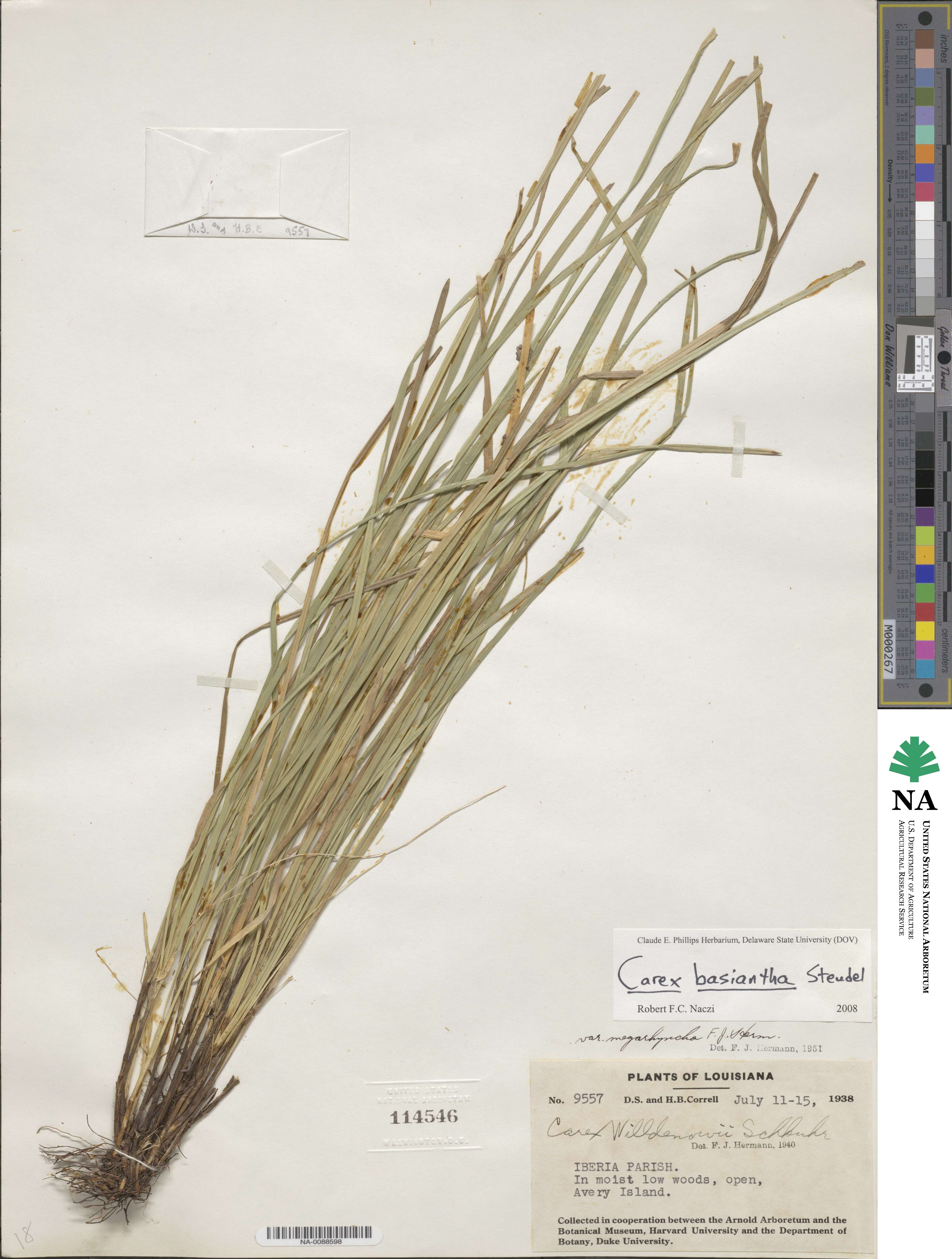 Carex basiantha image