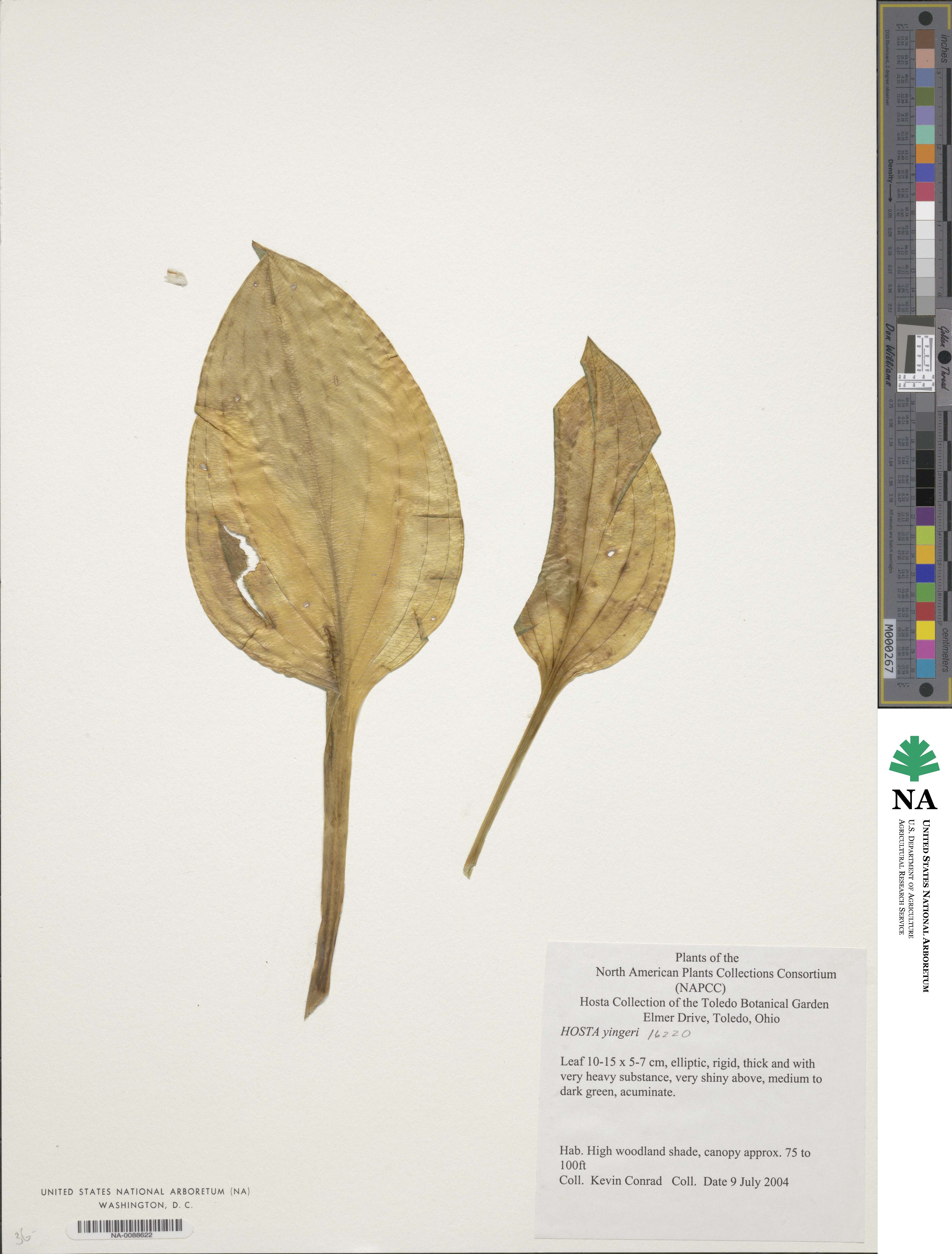Hosta yingeri image