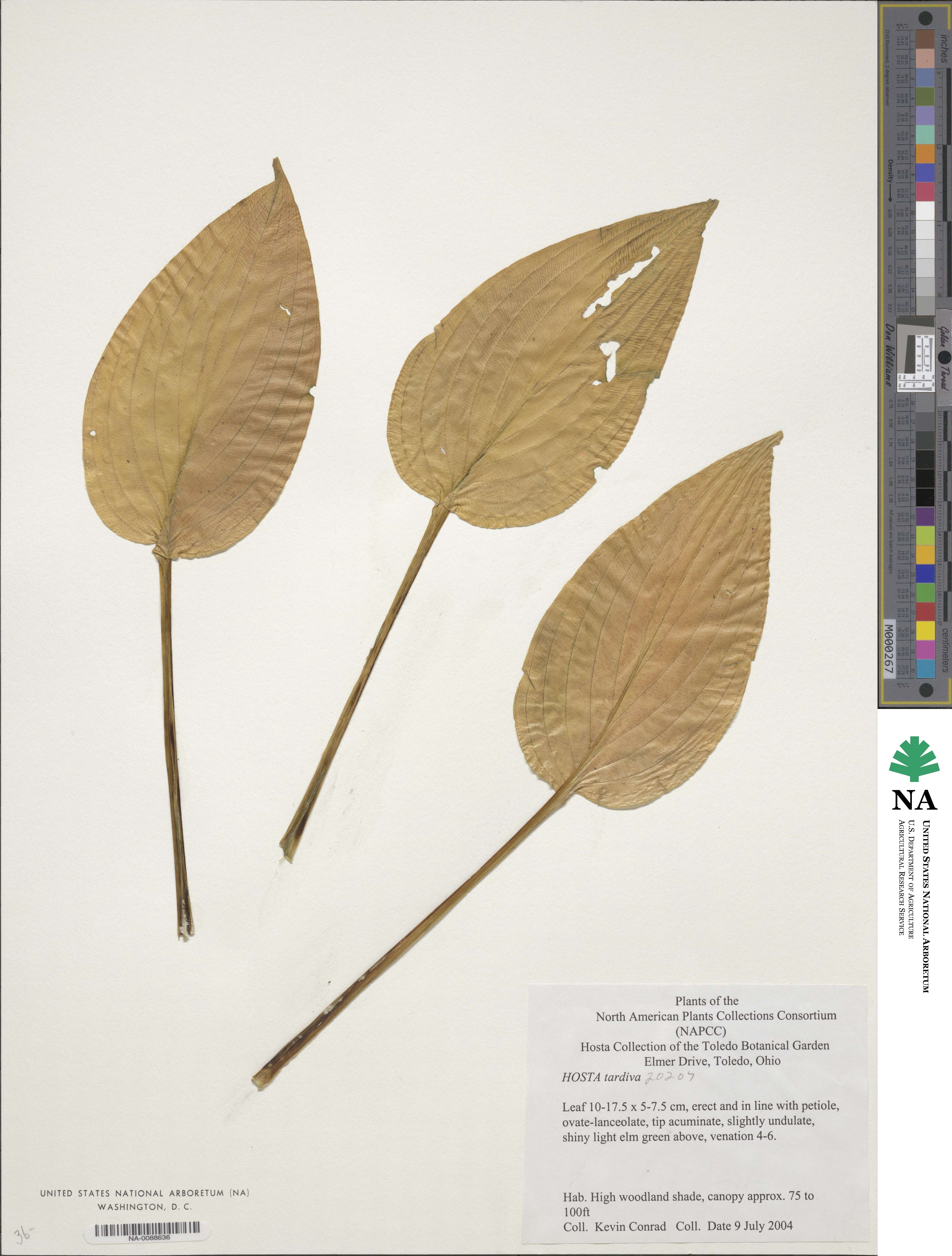 Hosta tardiva image
