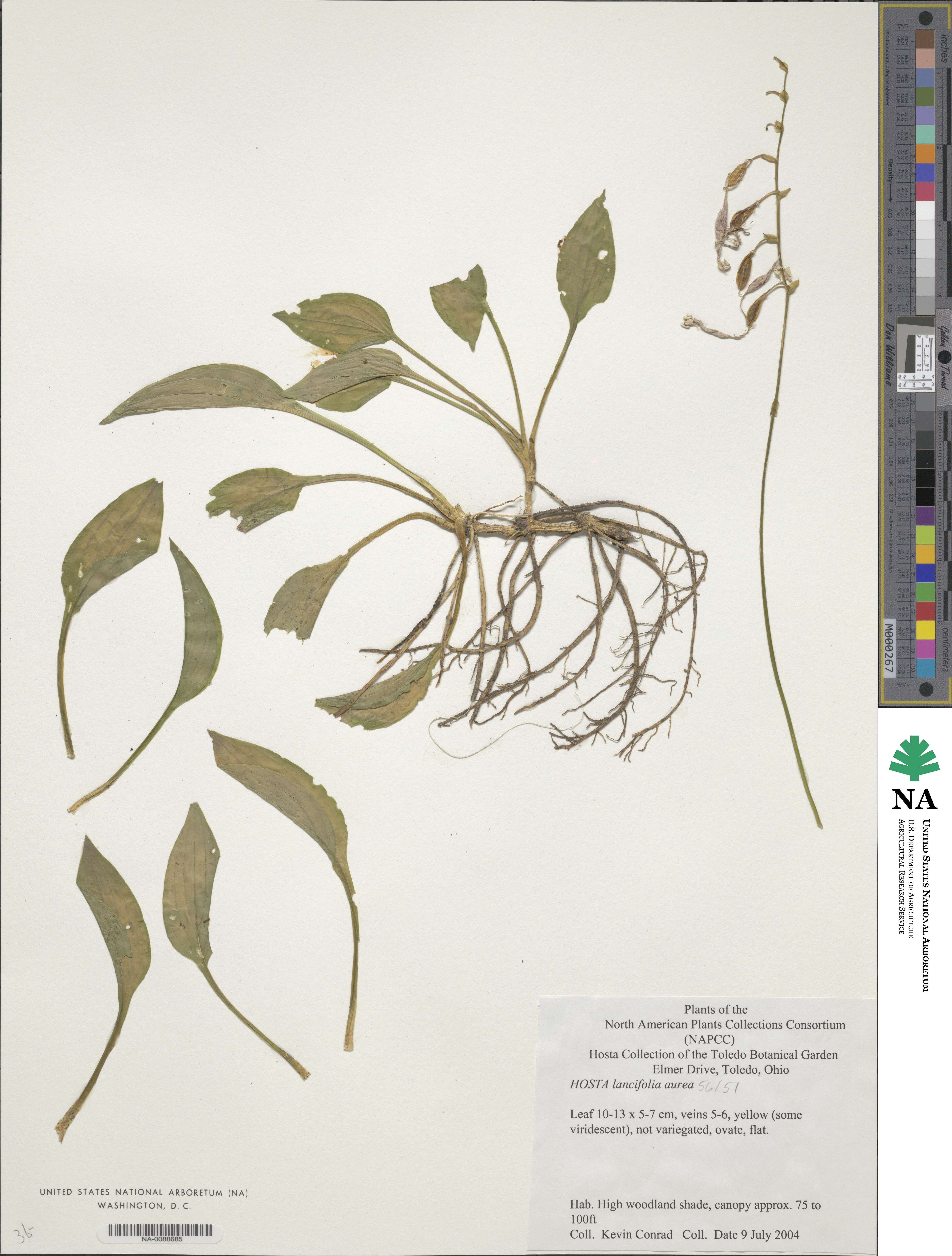 Hosta sieboldiana var. sieboldiana image
