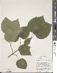 Viburnum molle image