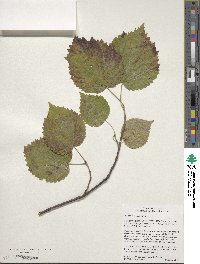 Viburnum molle image