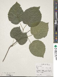 Viburnum molle image