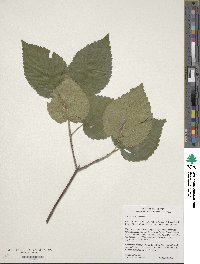 Viburnum molle image