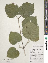 Viburnum molle image