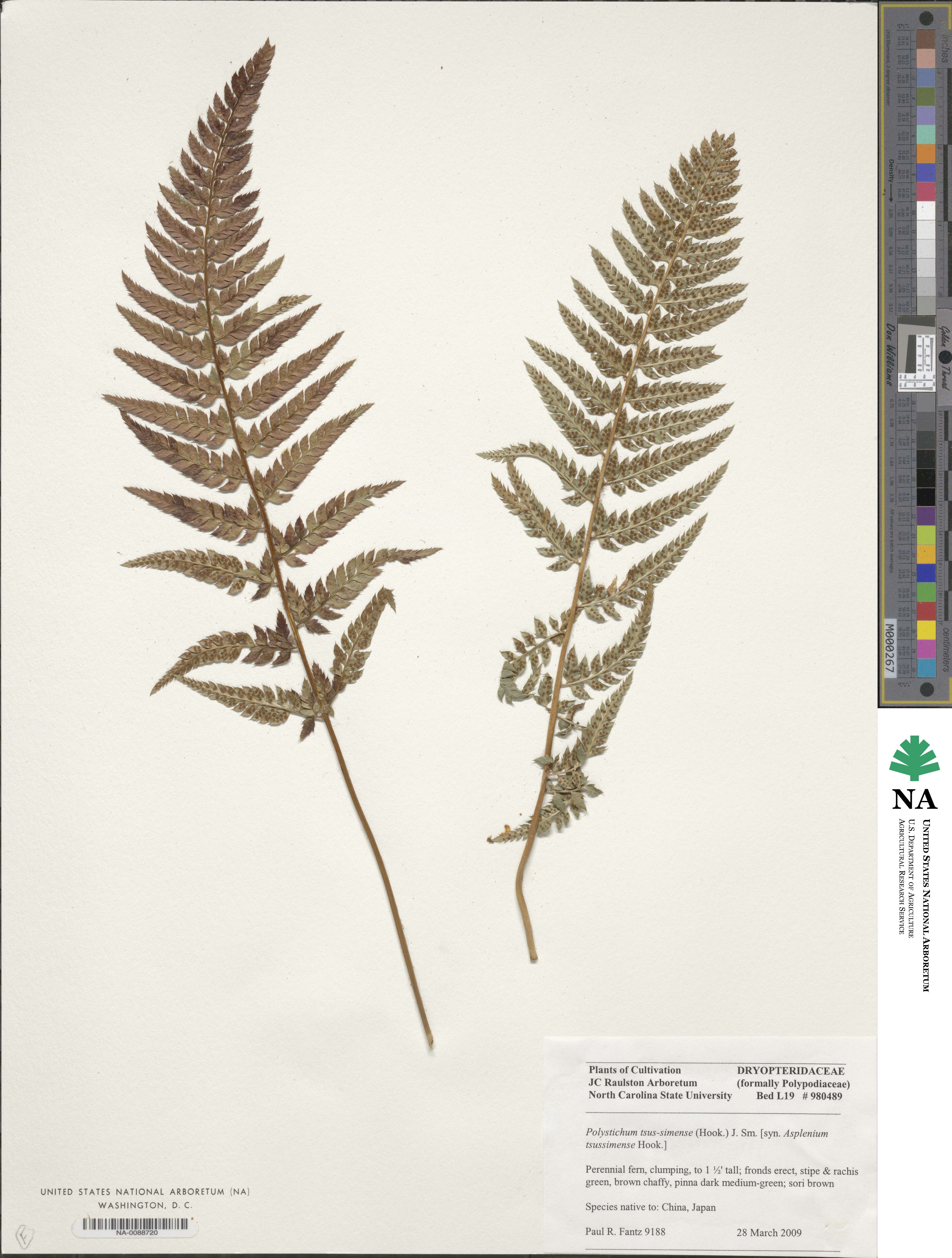 Polystichum luctuosum image