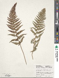 Polystichum luctuosum image