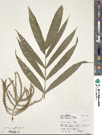 Chamaedorea seifrizii image